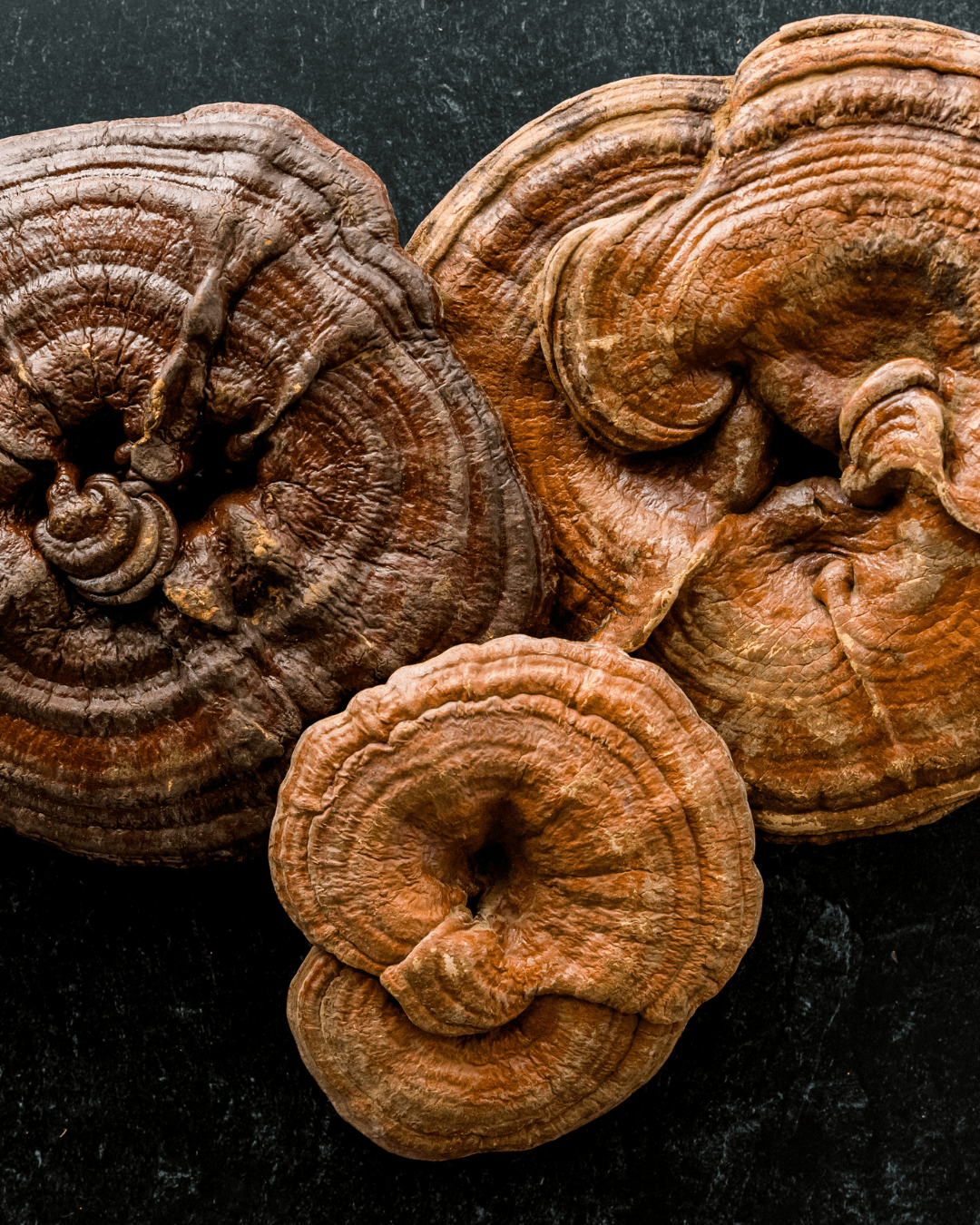 Cognitum oil - CBDa, CBGa , Lion s mane & Reishi - E - Canuba